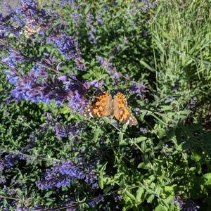 Meet your Posher, Becky